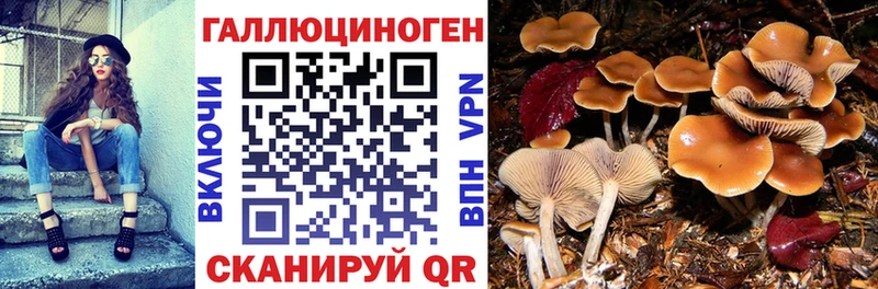Псилоцибиновые грибы Psilocybine cubensis  магазин    Балашиха 